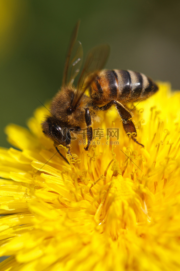 Bee Pollen auf 