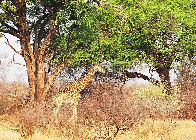 草原上的长颈鹿