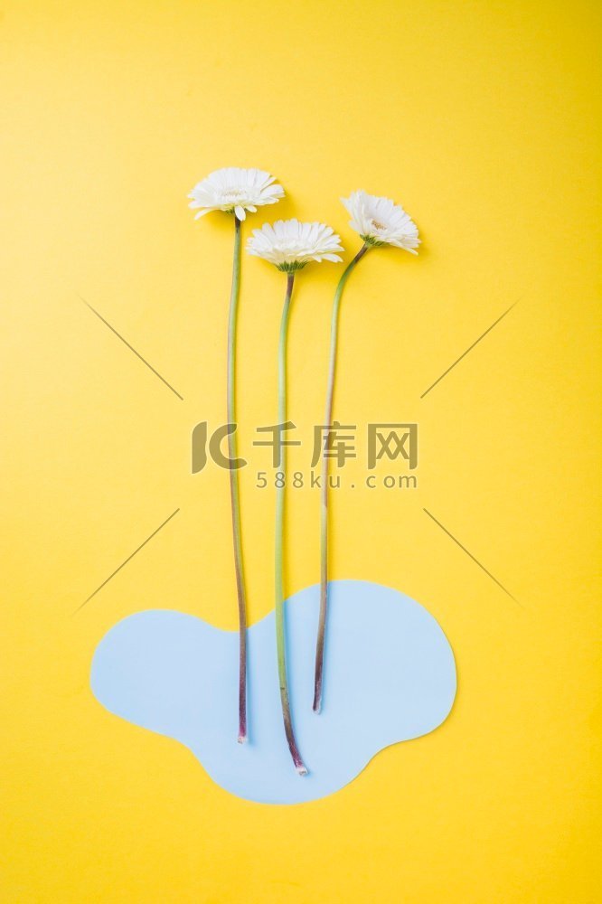 白色非洲菊花，蓝色剪纸，黄色背