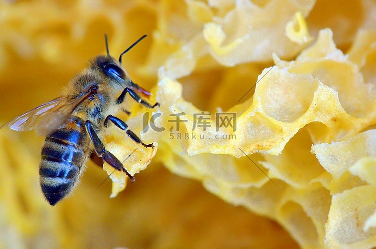 蜂巢和蜜蜂的细节
