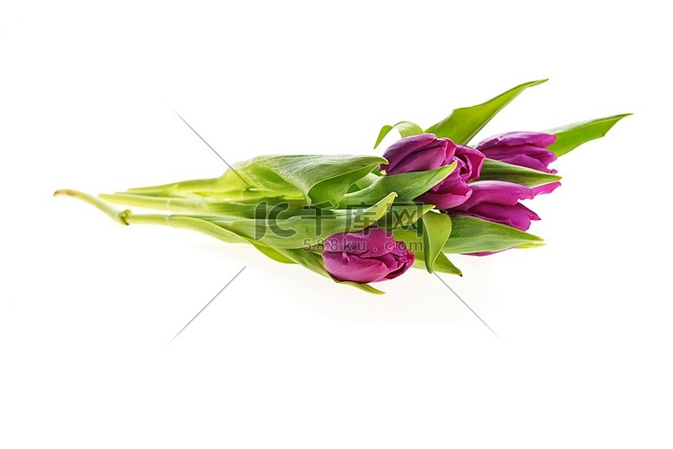 一束美丽的紫色郁金香