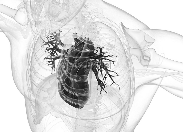 人类心脏解剖模型