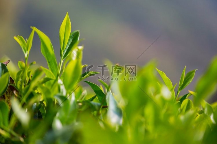 斯里兰卡绿色自然景观--茶园