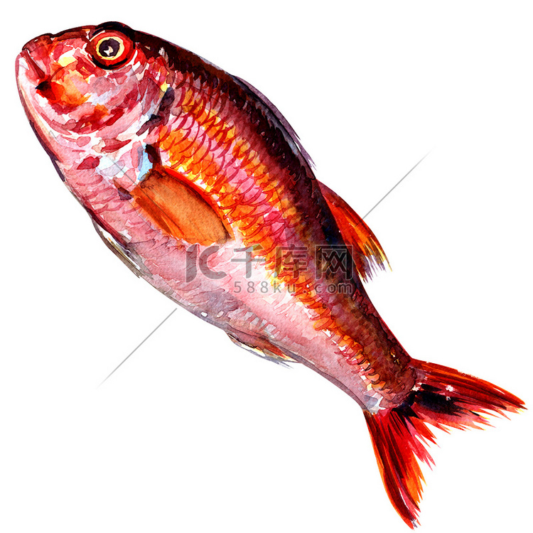 红鲻鱼鱼白色背景上的孤立的水彩