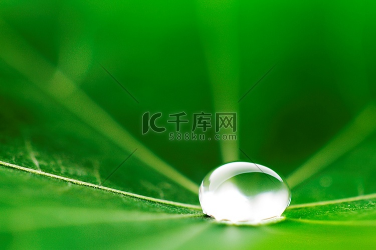 水滴在绿色旱金莲叶宏