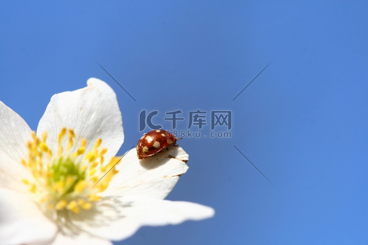 瓢虫在白花上飞向蓝天