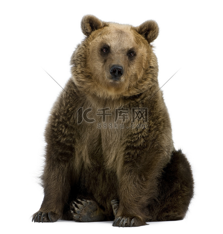 棕色的熊，8 岁，坐在白色背景前