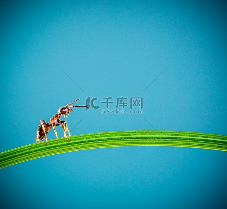 蚂蚁在蓝色背景下绕着弯曲的绿色