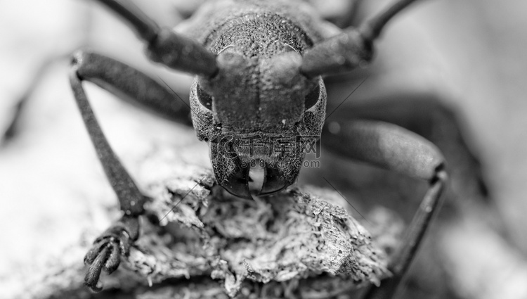 摩羯座甲虫
