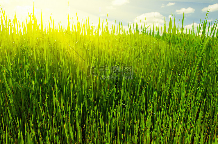 有温暖的阳光浅的新鲜的春天草