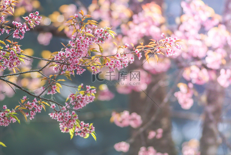 春天的樱花，焦点柔和，不聚焦模