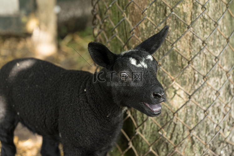 小黑羊在篱笆附近的农场里咩咩叫