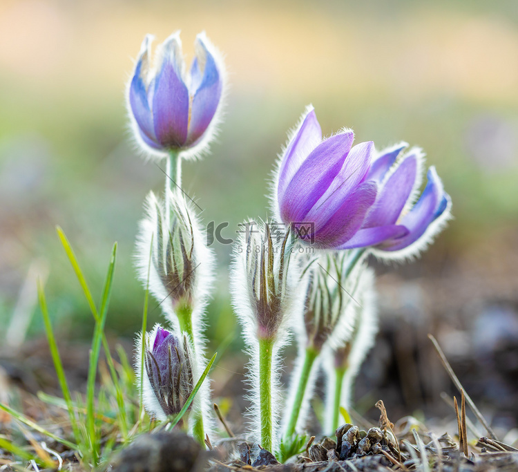 盛开和凋谢的紫色白头翁花