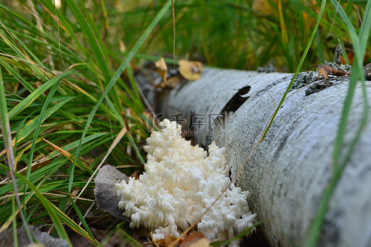 桦树附近的珊瑚林蘑菇。