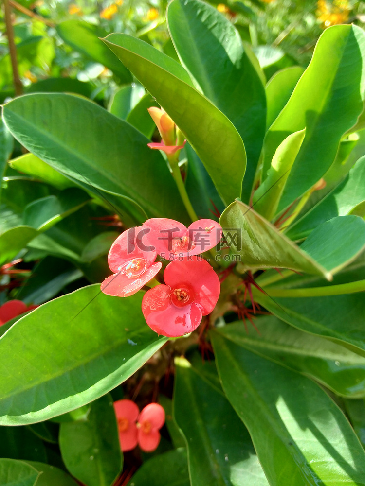 特写大戟（荆棘冠冕，基督植物，