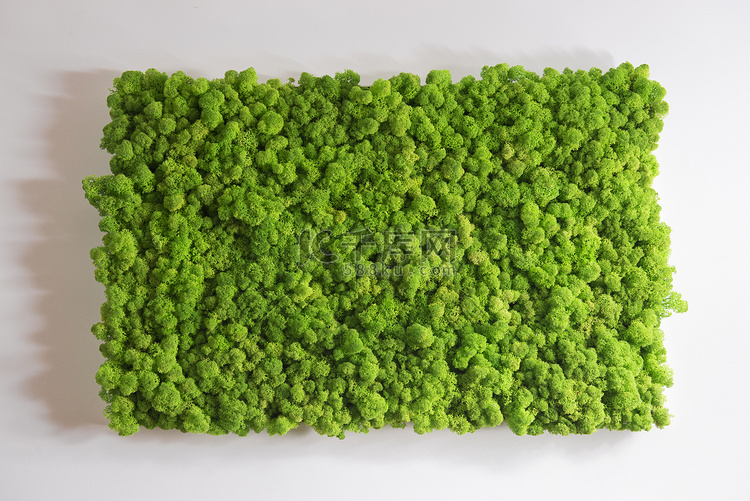 驯鹿苔藓墙，绿色墙面装饰，地衣