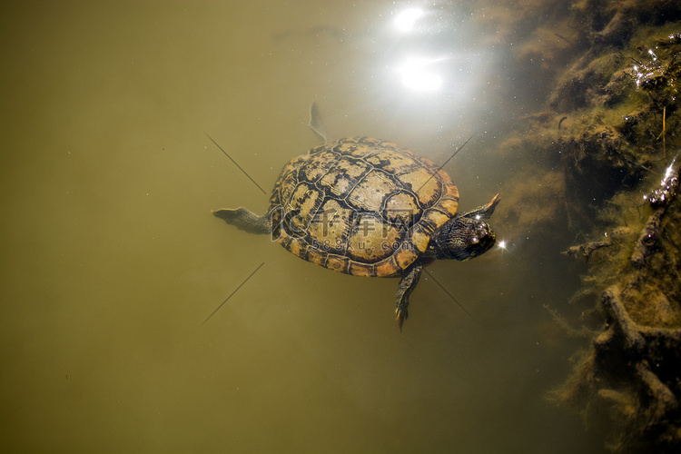 孤独的乌龟在湖中游泳