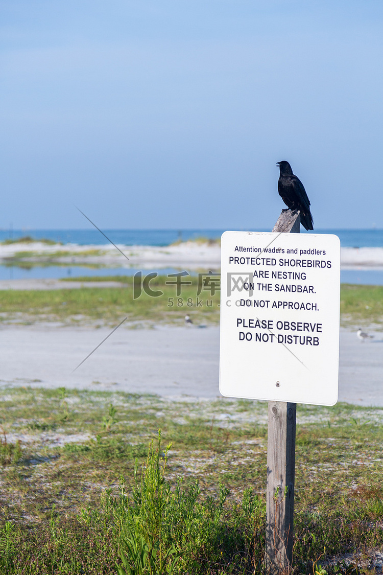 黑鸟栖息在受保护的滨鸟标志上