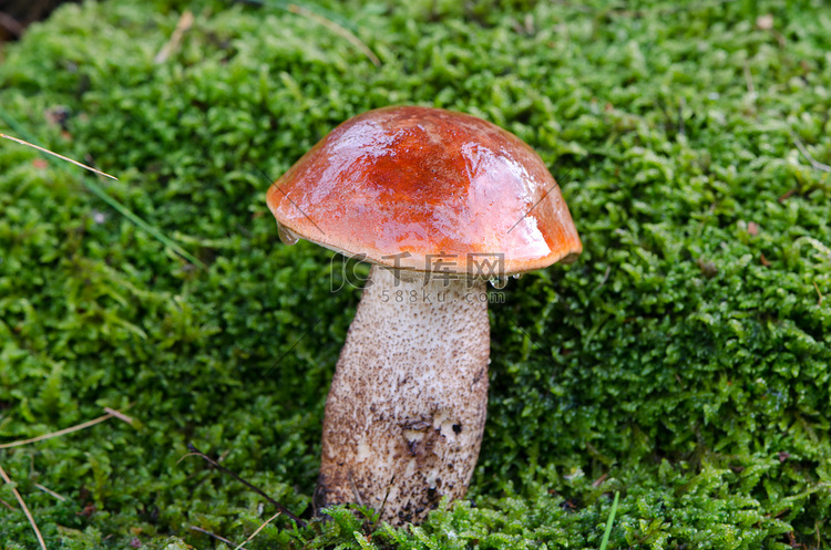 在青苔的湿红色cap scaber茎蘑菇