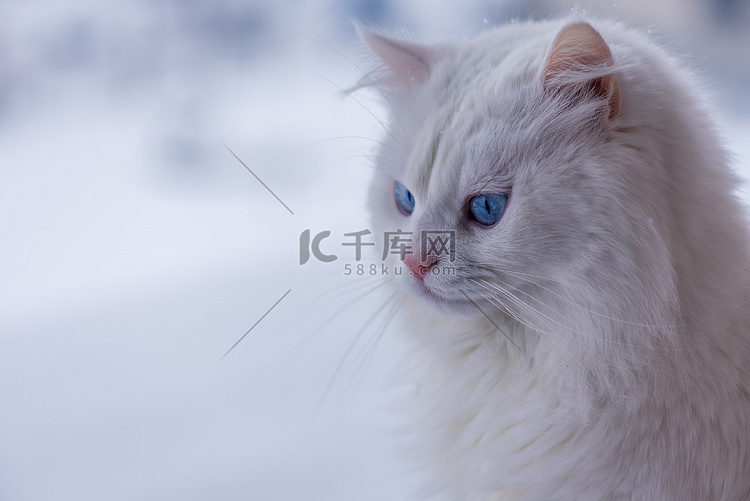 肖像白猫在雪地里。