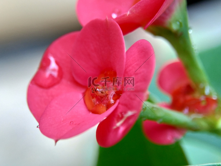 特写大戟（荆棘冠冕，基督植物，