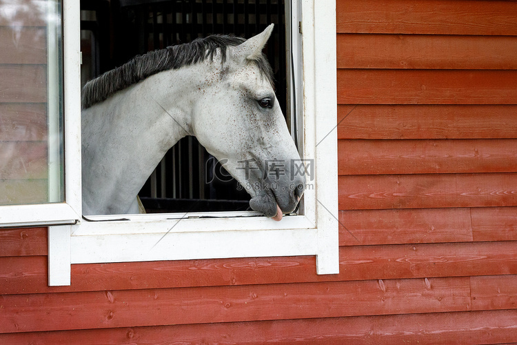 一匹白马从他的马厩窗口向外看的