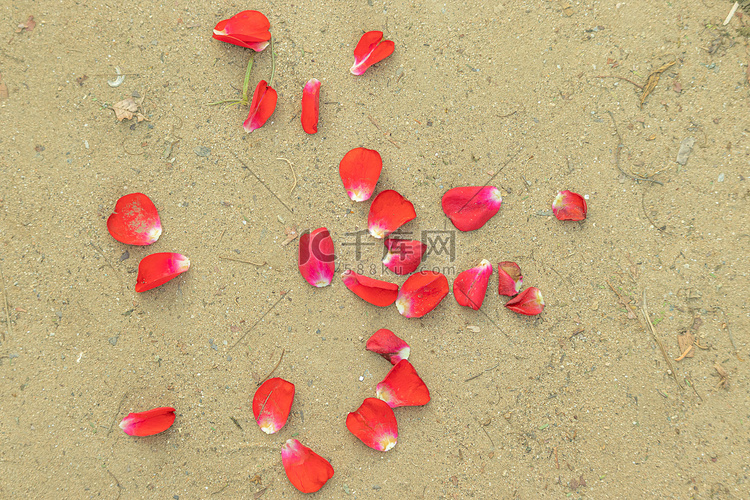 红色的玫瑰花瓣落在地上