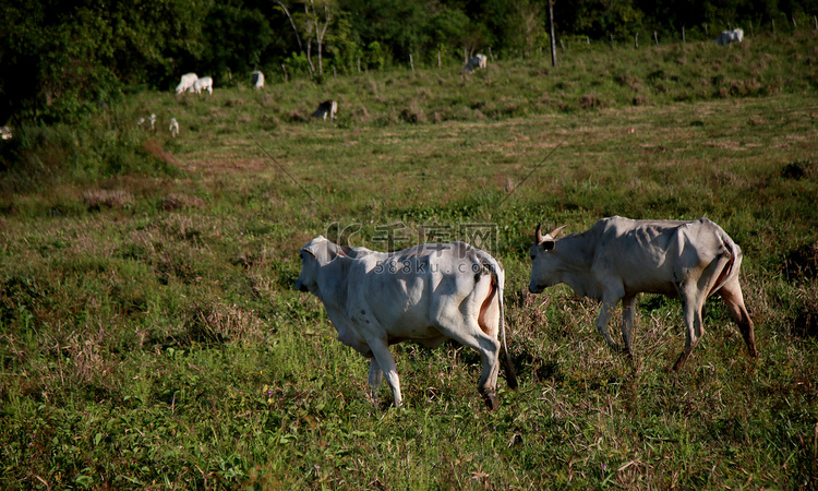 巴伊亚农场的小牛和奶牛