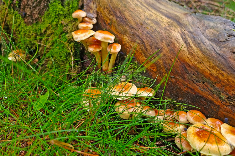 树干上长着森林里的小蘑菇。