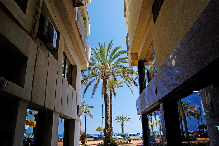 “酒店之间的棕榈树。地中海城市
