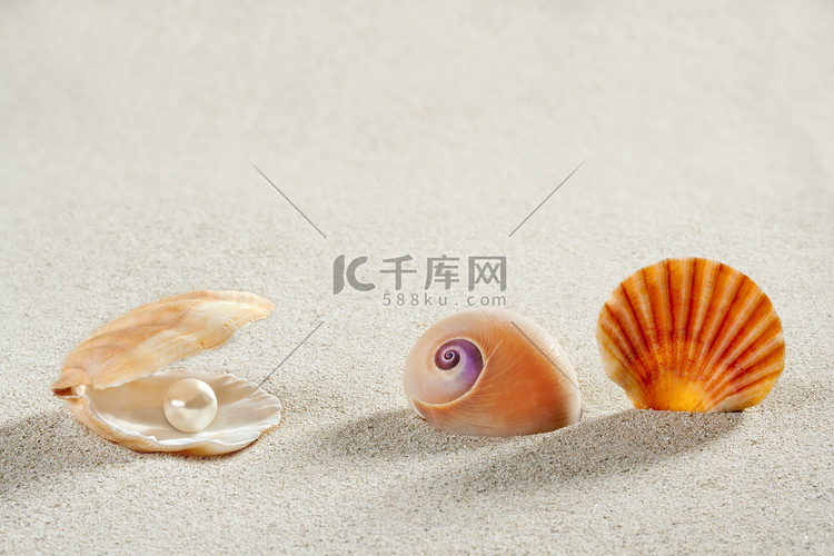 沙滩暑假背景贝壳珍珠蛤蜊