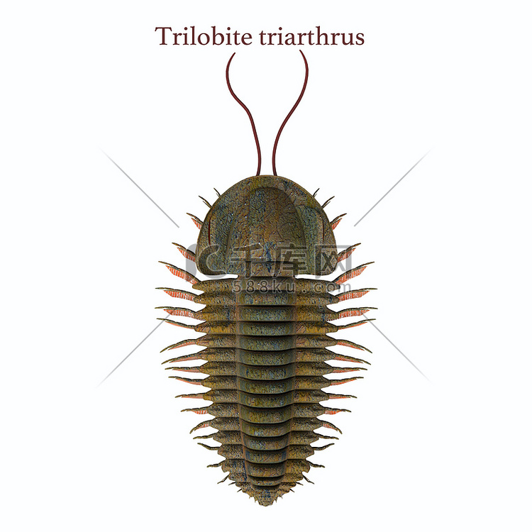 三叶虫 triarthrus 和字体