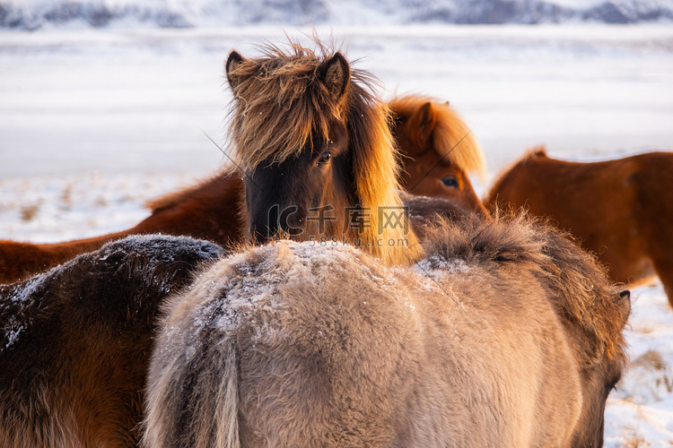冬天的冰岛马、乡村动物、冰岛冰