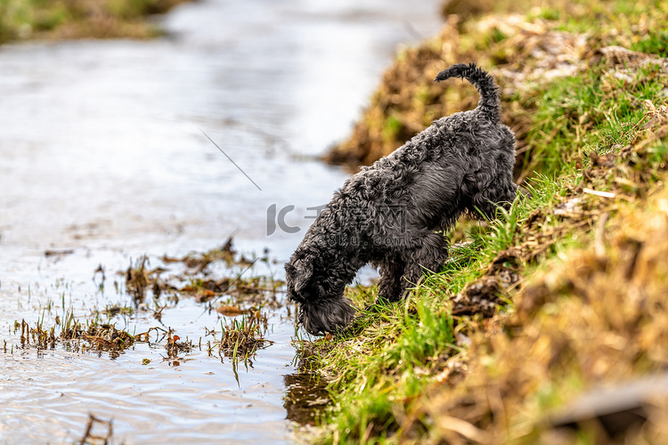 小黑雪纳瑞狗喝河里的水