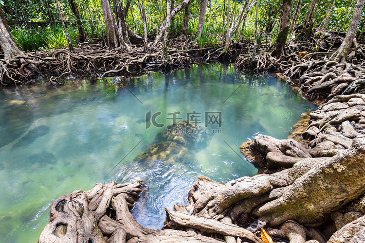 沼泽森林和流水中的热带树根或 