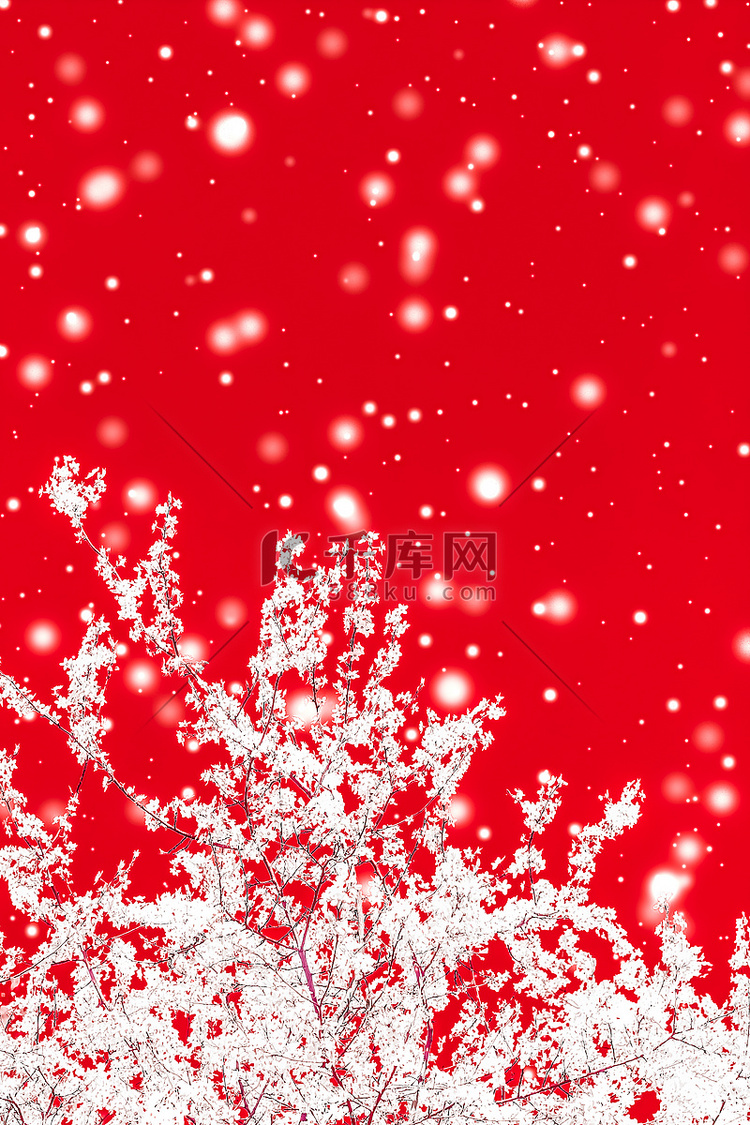 圣诞节、新年红色花卉背景、节日