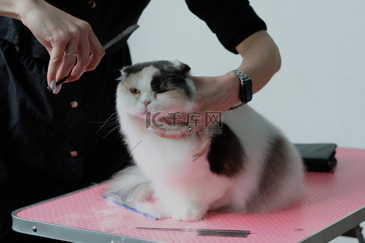 美容师一手握住猫头，另一只手用