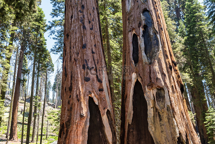 加州红杉国家公园的巨型红杉树干