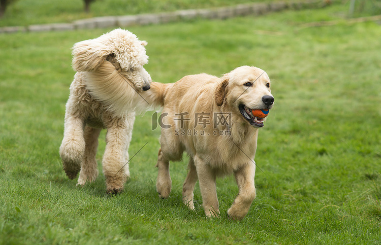快乐的金毛猎犬与贵宾犬一起玩耍