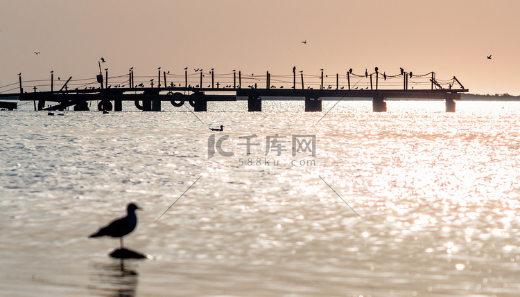 夏夜，海中旧桥的轮廓与鸟类的剪
