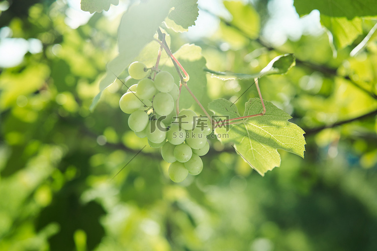 绿色葡萄叶自然夏季有机天然产品