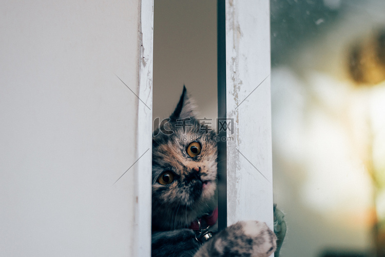 猫看着窗外或门外等待什么