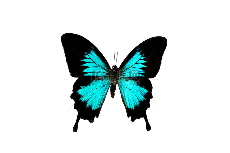 有蓝色翅膀的大蝴蝶，在白色背景