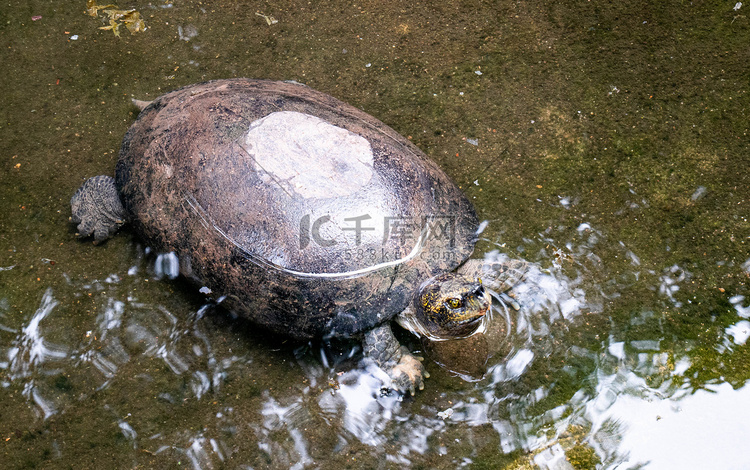 乌龟在公共花园的小池塘里游泳。