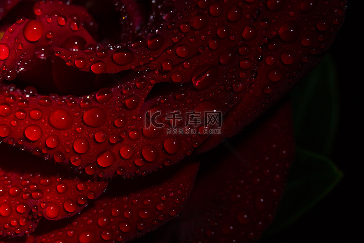 美丽的红色浪漫玫瑰，黑色背景上