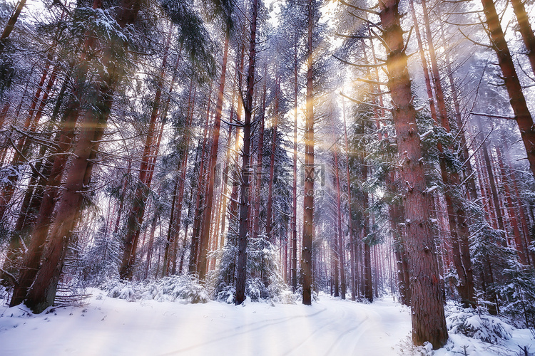 冬天的早晨，在松树林的风景中，