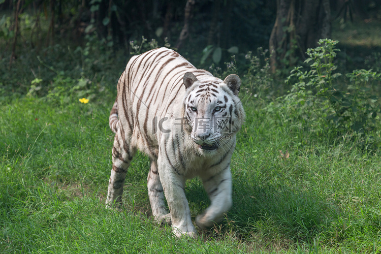 白老虎秸秆通过在印度的老虎保护
