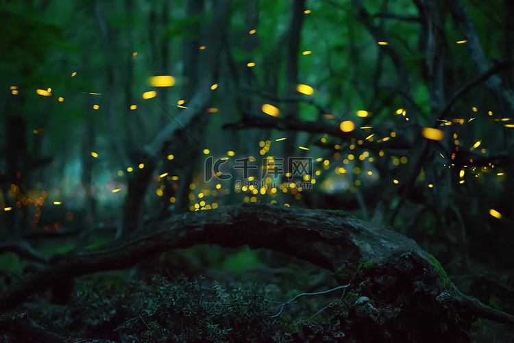 文摘:萤火虫在野外森林中的活动