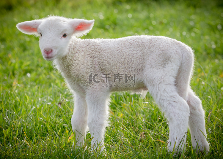 lamb6