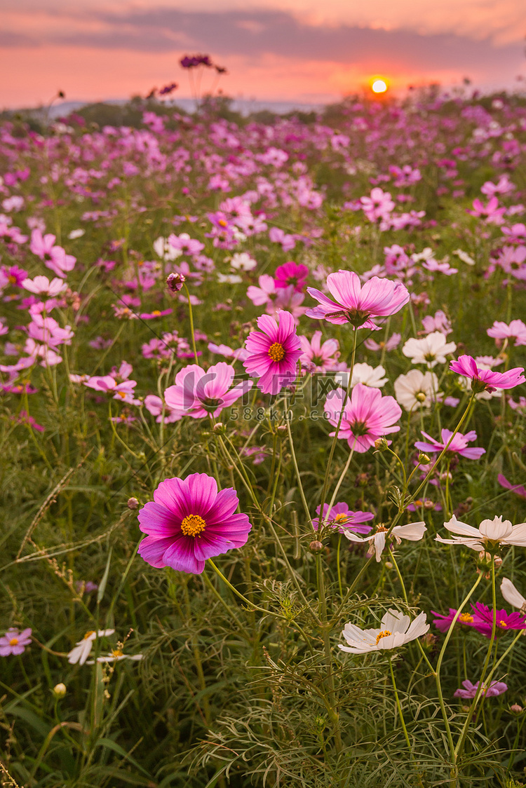 波斯菊花海紫色、 白色、 粉红